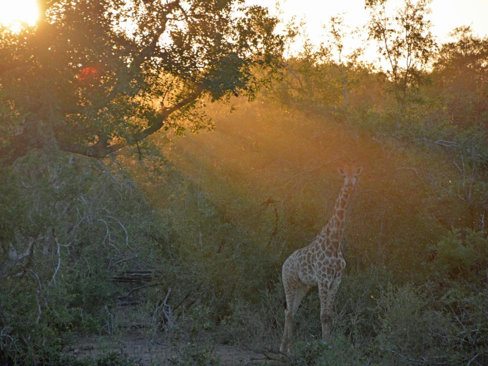 Croc Orvyll'S Kruger Lodge Marloth Park Exterior photo