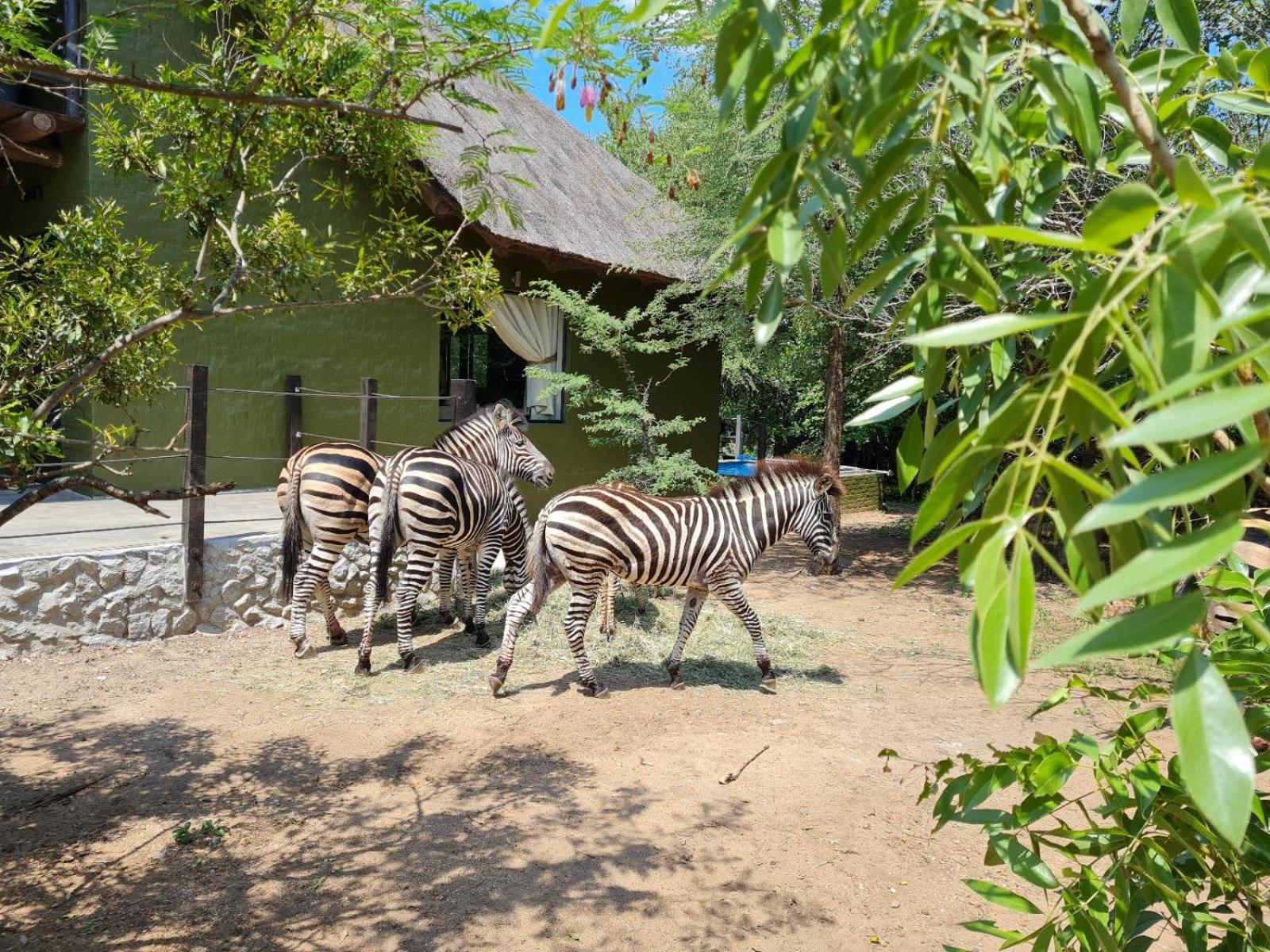 Croc Orvyll'S Kruger Lodge Marloth Park Exterior photo