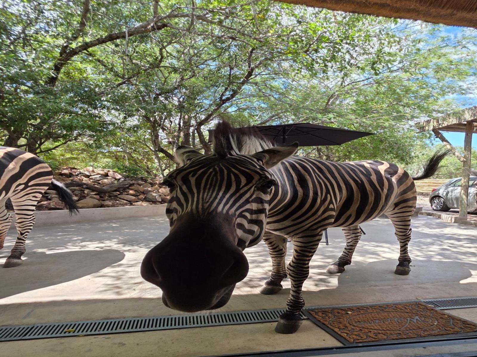 Croc Orvyll'S Kruger Lodge Marloth Park Exterior photo